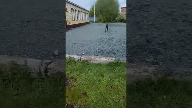 доберман и пулер смотреть онлайн