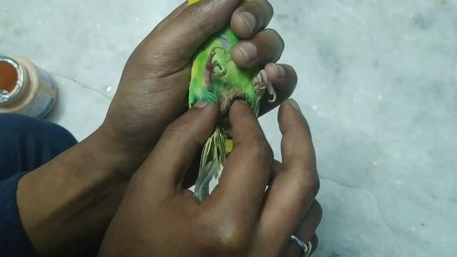 EGG BINDING IN BUDGIES || HOW TO TREAT EGG BINDING? || ALL ABOUT PETS (HINDI) смотреть онлайн