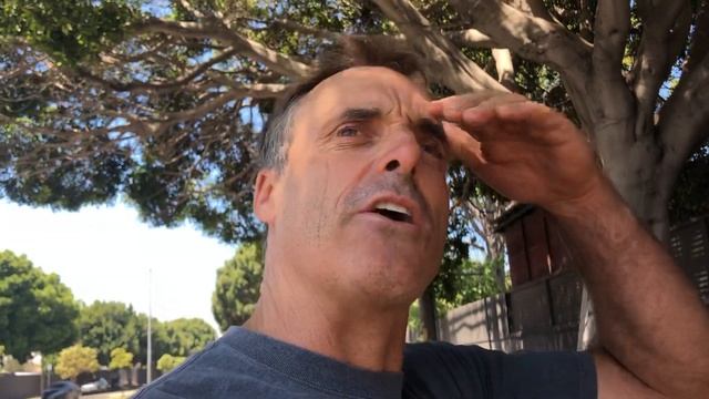 Ficus nitida, aka Ficus retusa, The Indian Fig смотреть онлайн