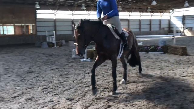 Fancy Hunter Prospect by Samba Hit смотреть онлайн