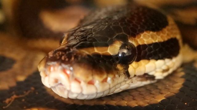 BALL PYTHON MACRO FILM (experiment) смотреть онлайн