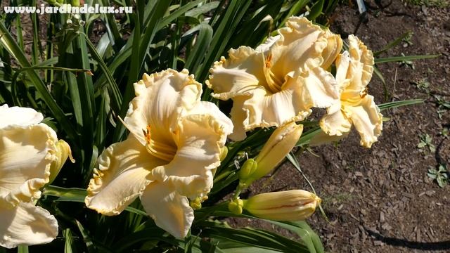 Цветение сортового лилейника FLORENCE DENNY в саду www.jardindelux.ru смотреть онлайн