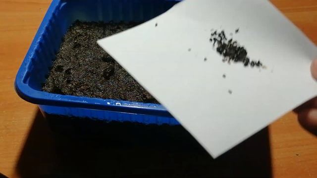 Выращивание прострелов из семян. Посев семян прострела. смотреть онлайн