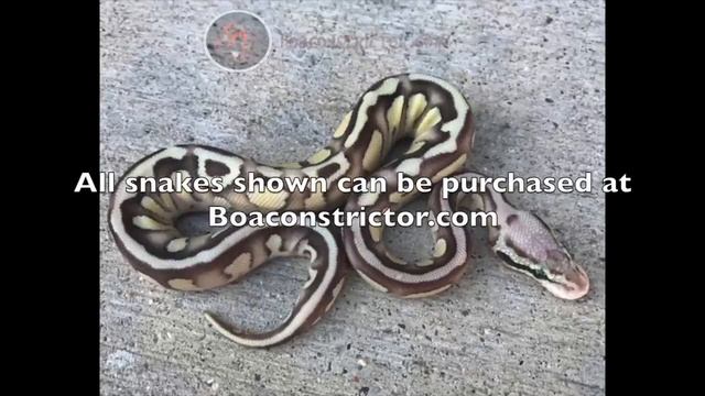 Boa Constrictor Inventory смотреть онлайн