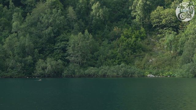 Медведь плывет по озеру Кардывач смотреть онлайн