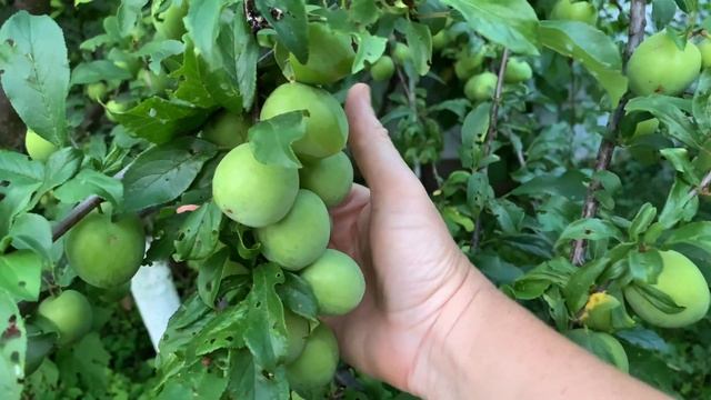 Слива Зеленый Ренклод - Супер ранняя слива! смотреть онлайн