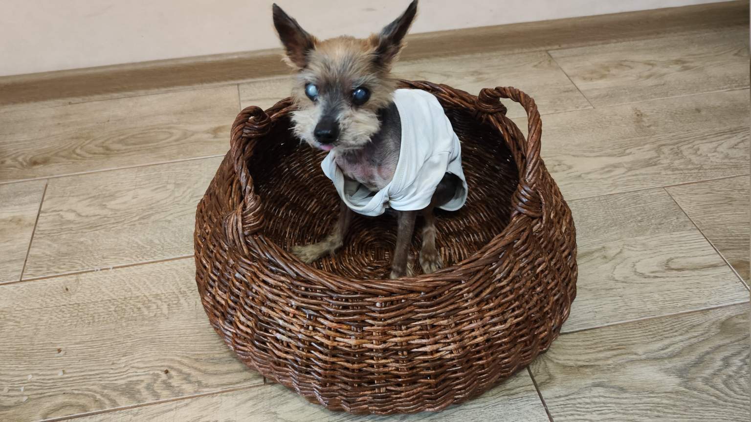 МК. Большая корзина из бумажной лозы.#254 смотреть онлайн