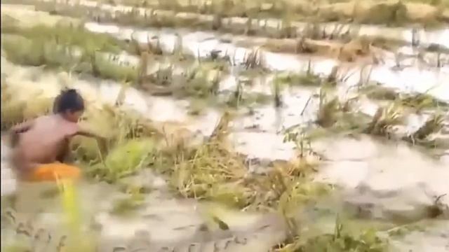 Охотники за питонами. смотреть онлайн