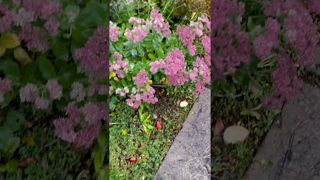 Очиток или Седум видный Sedum Spectabilе 2022окт18