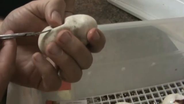 Henry Piorun Views Clutch Of Pinstripe/Spider Ball Pythons