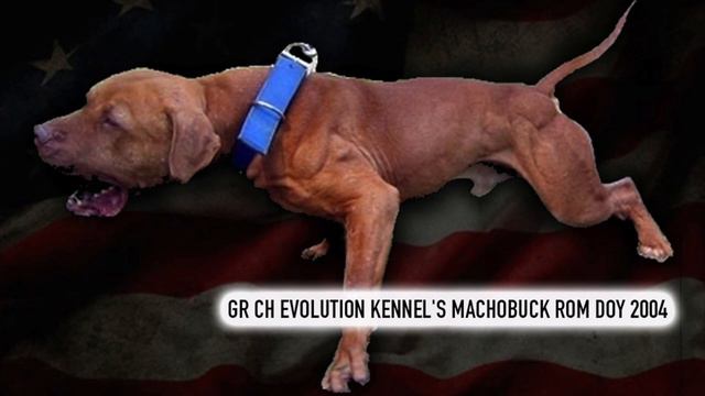 GR CH EVOLUTION KENNEL'S MACHOBUCK ROM DOY 2004 | A Legendary Story Of An American Pit Bull Terrier