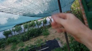 Делаю шпалеру для ежевики и малины.