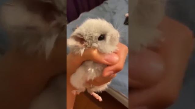 Шиншиллы? #shorts