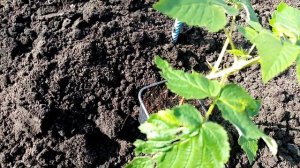 Посадка МАЛИНЫ  Ремонтантной "ПОКЛОН КАЗАКОВУ" 19 сентября 2020г.