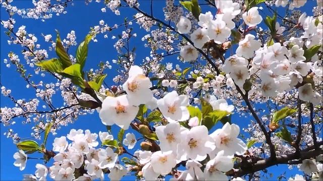 КАНАРЕЙКА И ПЕНОЧКА-ПЕСНИ СОЗДАННЫЕ ПТИЦАМИ ЛЕЧАТ НАШЕ СЕРДЦЕ И СОЗДАЮТ ГАРМОНИЮ И ПОКОЙ В ДУШЕ. смотреть онлайн
