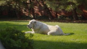 Музыка для нервных собак - успокаивающая музыка сна, глубокое расслабление музыки для вашего питомц