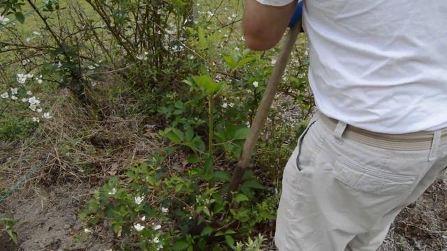 Finding Blackberry Plants for Free!!!!!!!! Episode 105 смотреть онлайн
