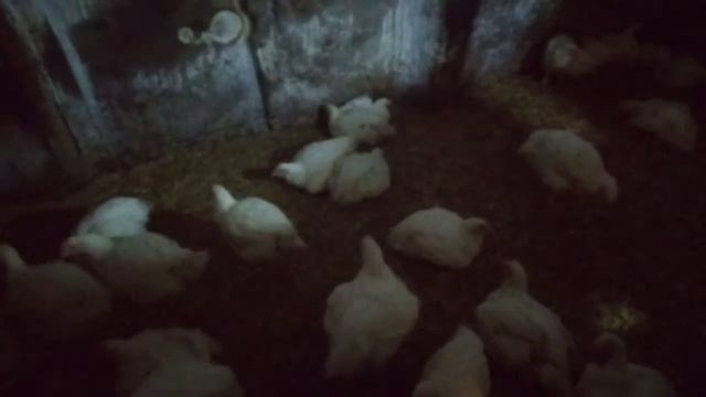 Бройлеры ути и гуси содержание в домашних условиях. смотреть онлайн