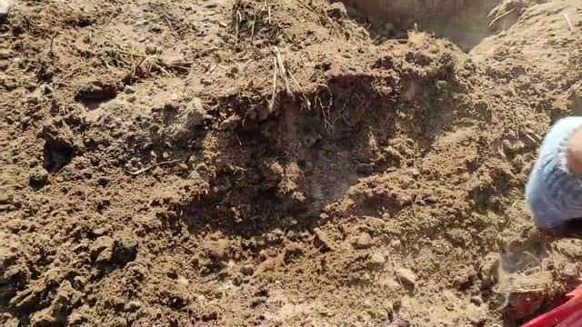 Мой лучший выход в 2023 году. Столько серебра за раз не находил!!! #бородакоп#коп #аська смотреть онлайн