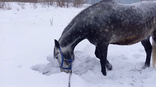 Самое вкусное то, что добыл сам 😊 sweet horse смотреть онлайн
