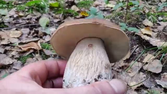 Грибів багато, у місцях де не ходять люди. Карпати. смотреть онлайн