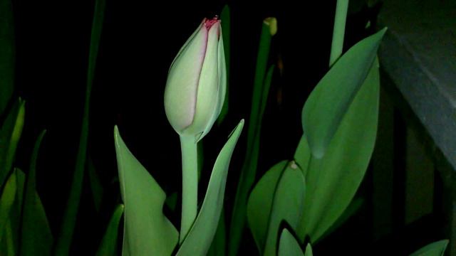 Flower [HD] смотреть онлайн