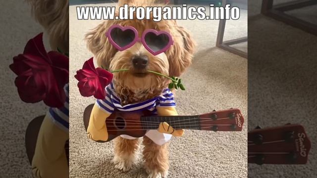 Miss Priss million dollar dog says check out marigold oil смотреть онлайн