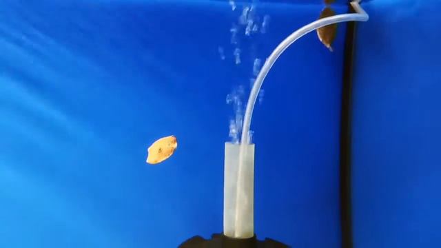 Tetraodon miurus (Красноватый тетрадон) смотреть онлайн