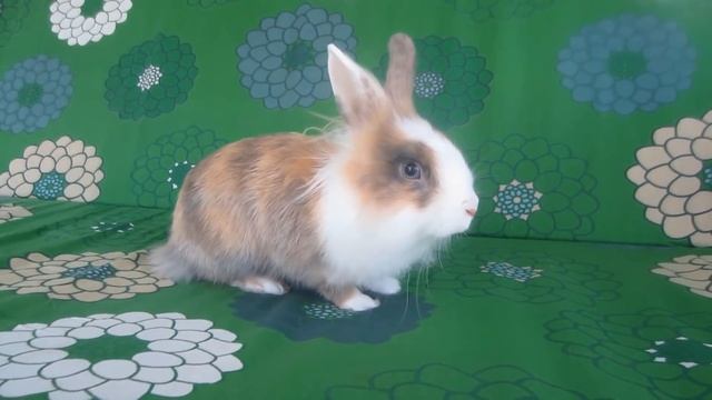 МАЛЕНЬКИЙ КОТ МАЛЫШ И КОШКА МУРКА! НОВОГОДНЯЯ ИСТОРИЯ АНУКА ДАВАЙКА! Как рос Малыш? смотреть онлайн