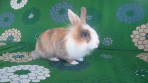 МАЛЕНЬКИЙ КОТ МАЛЫШ И КОШКА МУРКА! НОВОГОДНЯЯ ИСТОРИЯ АНУКА ДАВАЙКА! Как рос Малыш?