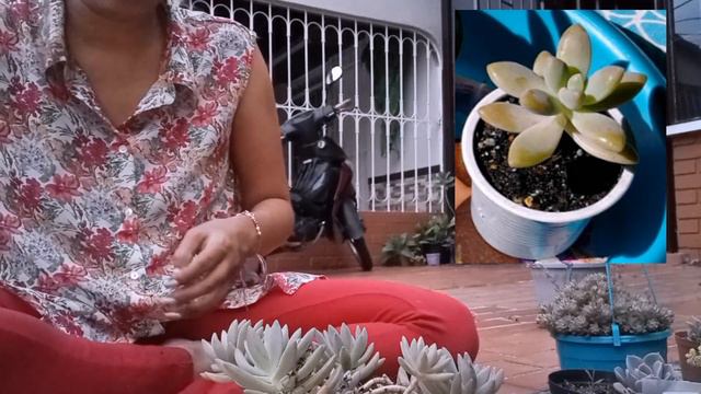 GRAPTOSEDUM FRANCESCO BALDI 🌱 Transplantando a maceta más grande #francescobaldi #suculentas смотреть онлайн