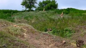 Пушистая банда и пушистые партизаны.mp4