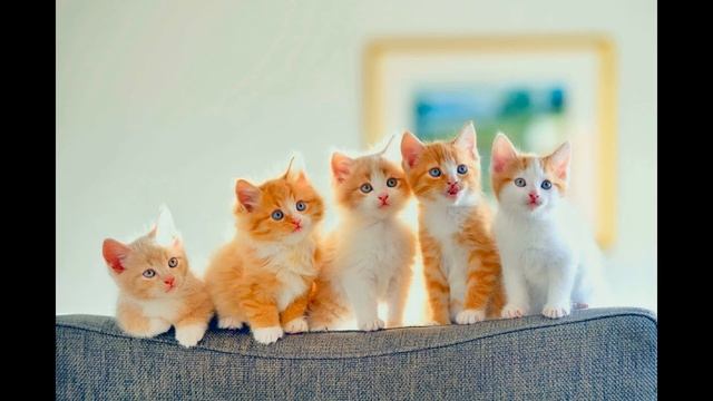 Баллада о пяти котятах. Чтение для детей перед сном смотреть онлайн