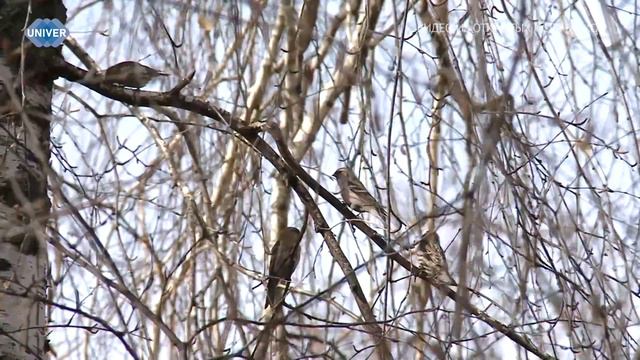 ВЕСНА – ПОРА ПРОБУЖДЕНИЯ ПРИРОДЫ смотреть онлайн