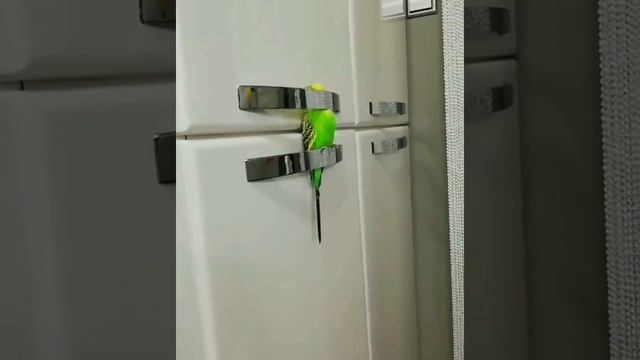 волнистый попугай смотреть онлайн