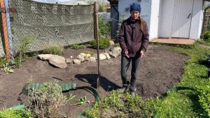 КАК посадить МЯТУ | КАК выращивать мяту