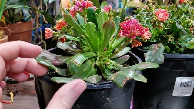 Lewisias! Hardy Rainbow Flowered Succulents! Lewisia Cotyledon || смотреть онлайн