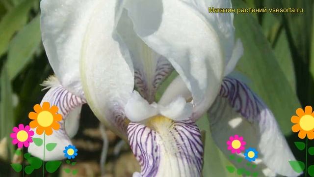 Ирис германский Мисис Хорейс Дарвин. Краткий обзор, описание iris germanica Mrs. Horace Darwin смотреть онлайн