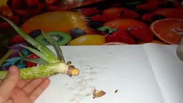 Алоэ укоренение
