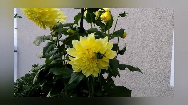 Добрый День! Доброго Дня! Чудесного Дня! Пусть День будет Ярким и Чудесным как красивый цветок! смотреть онлайн