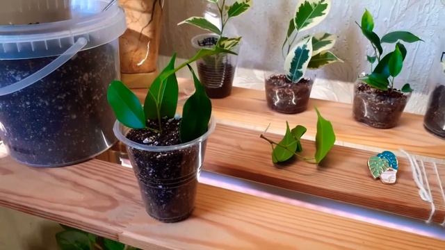 Посадка сортовых ФИКУСОВ в грунт смотреть онлайн