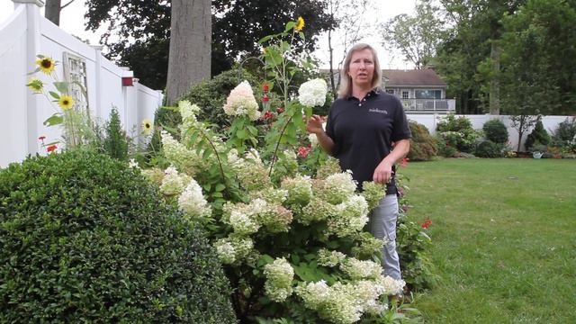 The Bobo hydrangea summer growth смотреть онлайн
