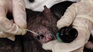 Как снять швы самостоятельно/Шов после кесарева / Таким  же образом снимают любые швы./Снятие шва