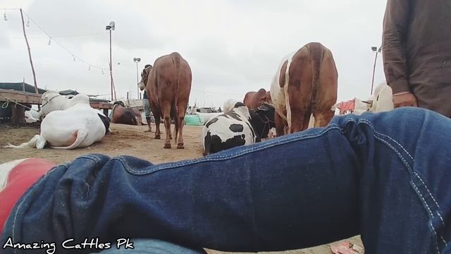Farhan Bhai Shikaar Ki Talash Main Hidden Camera K Sath In | Sohrab Goth Cow Mandi | Bakra Eid 2022 смотреть онлайн