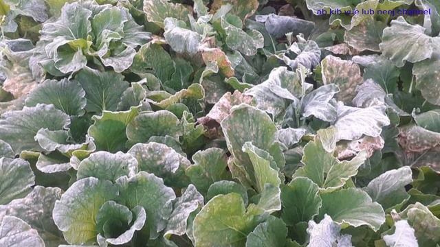 ab kib vue : paj huam tu siab 4/11/2022 смотреть онлайн