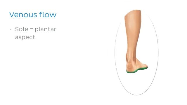 Основные вены нижней конечности (предпросмотр) - Анатомия человека | Kenhub смотреть онлайн