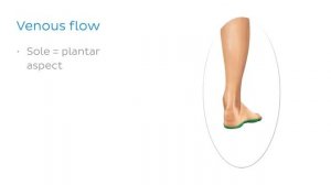 Основные вены нижней конечности (предпросмотр) - Анатомия человека | Kenhub