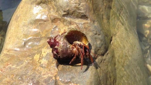 Рапан делает ноги) смотреть онлайн