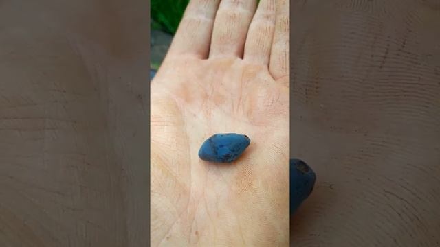 Honingbes Boreal Blizzard смотреть онлайн