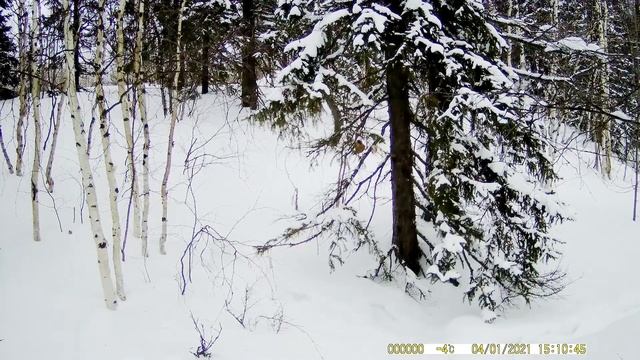 Сойка (Garrulus glandarius) - редкий гость в Ямальском лесу | Чем питается сойка? | suntek hc900a смотреть онлайн